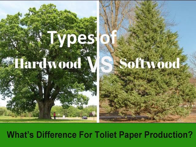 What are The Difference Between A Hardwood And Softwood Tree used for toilet paper？